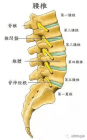 腰椎與椎間盤：損傷與修復