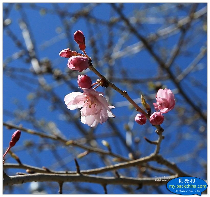 【小虫摄影】春天迟到的花