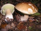 安省的食用蘑菇与毒菇（第一集）